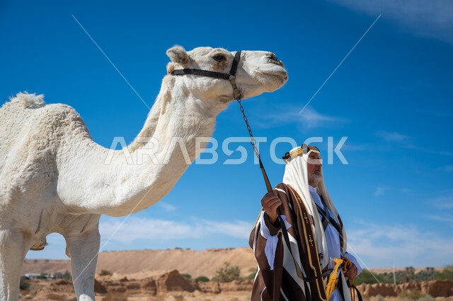 ارتباط الإبل بالأصالة والعراقة، ارتداء الزي الشعبي في المناسبة الوطنية، يوم بدينا  22 فبراير، الاهتمام والعناية بتربية حيوانات الجمال، رجل عربي خليجي سعودي يرتدي العقال الذهبي والبشت يقف بجانب حيوان الجمل في الصحراء, ذكرى تأسيس الدولة السعودية الأولى في 1727م
