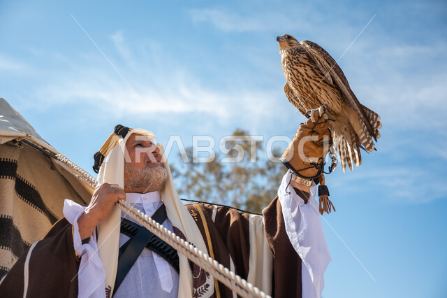 يوم بدينا  22 فبراير، صورة مقربة لرجل عربي خليجي سعودي يرتدي العقال الذهبي والبشت يقف بجوار خيمة في الصحراء يحمل طائر الصقر على يده, ترويض وتدريب الطيور الجارحة، ارتداء الزي الشعبي في المناسبة الوطنية، ذكرى تأسيس الدولة السعودية الأولى في 1727م، رمز القوة والتحدي وحدة البصر