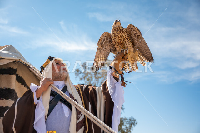 رمز القوة والتحدي وحدة البصر، ذكرى تأسيس الدولة السعودية الأولى في 1727م، يوم بدينا  22 فبراير، صورة مقربة لرجل عربي خليجي سعودي يرتدي العقال الذهبي والبشت يقف بجوار خيمة في الصحراء يحمل طائر الصقر على يده, ترويض وتدريب الطيور الجارحة، ارتداء الزي الشعبي في المناسبة الوطنية