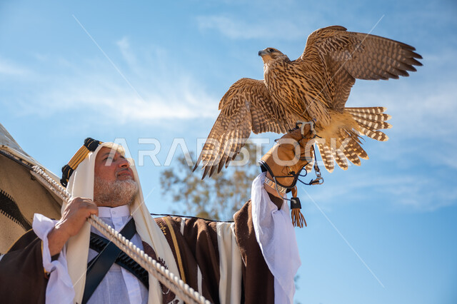 ذكرى تأسيس الدولة السعودية الأولى في 1727م، يوم بدينا  22 فبراير، صورة مقربة لرجل عربي خليجي سعودي يرتدي العقال الذهبي والبشت يقف بجوار خيمة في الصحراء يحمل طائر الصقر على يده, ترويض وتدريب الطيور الجارحة، ارتداء الزي الشعبي في المناسبة الوطنية، رمز القوة والتحدي وحدة البصر