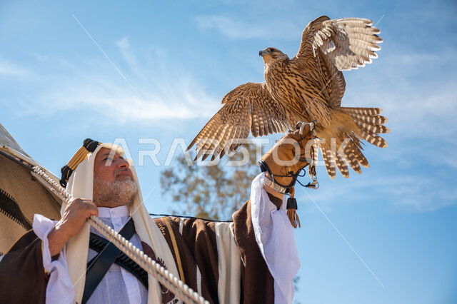 يوم بدينا  22 فبراير، صورة مقربة لرجل عربي خليجي سعودي يرتدي العقال الذهبي والبشت يقف بجوار خيمة في الصحراء يحمل طائر الصقر على يده, ترويض وتدريب الطيور الجارحة، ارتداء الزي الشعبي في المناسبة الوطنية، ذكرى تأسيس الدولة السعودية الأولى في 1727م، رمز القوة والتحدي وحدة البصر