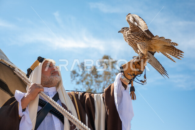 يوم بدينا  22 فبراير، صورة مقربة لرجل عربي خليجي سعودي يرتدي العقال الذهبي والبشت يقف بجوار خيمة في الصحراء يحمل طائر الصقر على يده, ترويض وتدريب الطيور الجارحة، ارتداء الزي الشعبي في المناسبة الوطنية، ذكرى تأسيس الدولة السعودية الأولى في 1727م، رمز القوة والتحدي وحدة البصر