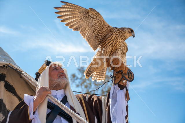 ذكرى تأسيس الدولة السعودية الأولى في 1727م، يوم بدينا  22 فبراير، صورة مقربة لرجل عربي خليجي سعودي يرتدي العقال الذهبي والبشت يقف بجوار خيمة في الصحراء يحمل طائر الصقر على يده, ترويض وتدريب الطيور الجارحة، ارتداء الزي الشعبي في المناسبة الوطنية، رمز القوة والتحدي وحدة البصر