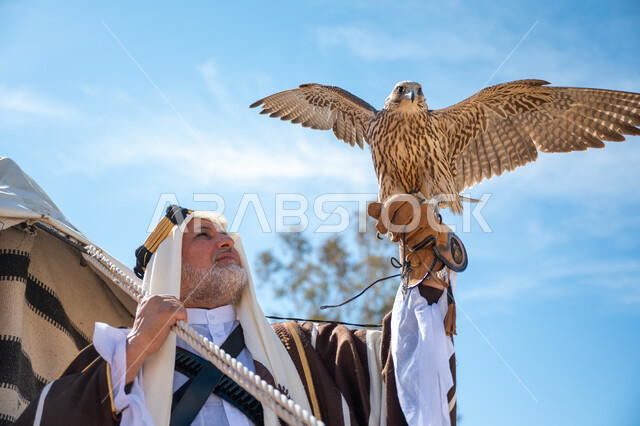 يوم بدينا  22 فبراير، صورة مقربة لرجل عربي خليجي سعودي يرتدي العقال الذهبي والبشت يقف بجوار خيمة في الصحراء يحمل طائر الصقر على يده, ترويض وتدريب الطيور الجارحة، ارتداء الزي الشعبي في المناسبة الوطنية، ذكرى تأسيس الدولة السعودية الأولى في 1727م، رمز القوة والتحدي وحدة البصر