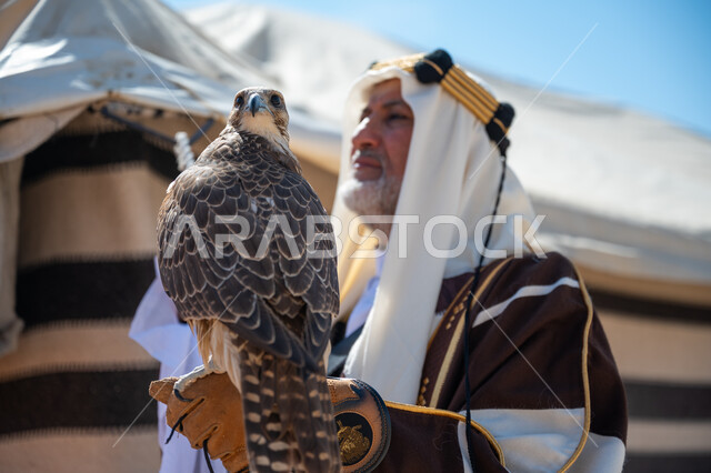 يوم بدينا  22 فبراير، صورة مقربة لرجل عربي خليجي سعودي يرتدي العقال الذهبي والبشت يقف بجوار خيمة في الصحراء يحمل طائر الصقر على يده, ترويض وتدريب الطيور الجارحة، ارتداء الزي الشعبي في المناسبة الوطنية، ذكرى تأسيس الدولة السعودية الأولى في 1727م، رمز القوة والتحدي وحدة البصر