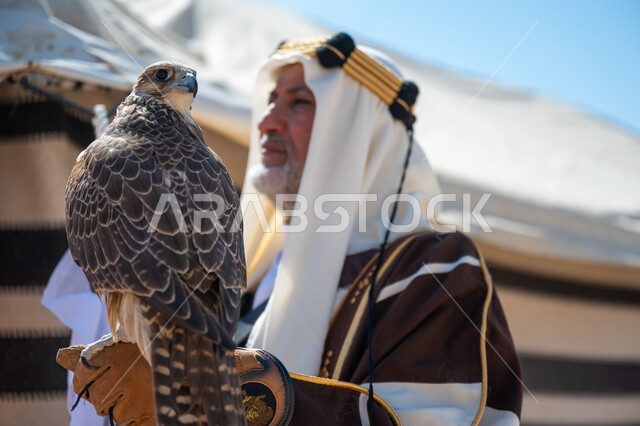 ذكرى تأسيس الدولة السعودية الأولى في 1727م، يوم بدينا  22 فبراير، صورة مقربة لرجل عربي خليجي سعودي يرتدي العقال الذهبي والبشت يقف بجوار خيمة في الصحراء يحمل طائر الصقر على يده, ترويض وتدريب الطيور الجارحة، ارتداء الزي الشعبي في المناسبة الوطنية، رمز القوة والتحدي وحدة البصر