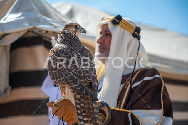 يوم بدينا  22 فبراير، صورة مقربة لرجل عربي خليجي سعودي يرتدي العقال الذهبي والبشت يقف بجوار خيمة في الصحراء يحمل طائر الصقر على يده, ترويض وتدريب الطيور الجارحة، ارتداء الزي الشعبي في المناسبة الوطنية، ذكرى تأسيس الدولة السعودية الأولى في 1727م، رمز القوة والتحدي وحدة البصر