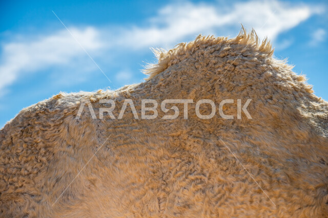 حيوان صحراوي شديد الصبر والتحمل، صورة مقربة لسنام الجمل، تربية الثدييات والمواشي في مراعي المملكة العربية السعودية، وسيلة نقل قديمة في البادية، توارث حب الجمال عبر الأجيال من الأجداد