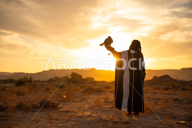 Anniversary of the founding of the first Saudi state 1727 AD, women raising birds of prey, the importance of falcons in Saudi history, sharp eyesight and predation, the day we started February 22, a picture from the back of a Saudi Arabian Gulf woman wearing an abaya and a burqa with a falcon standing on her hand, sunset in the desert