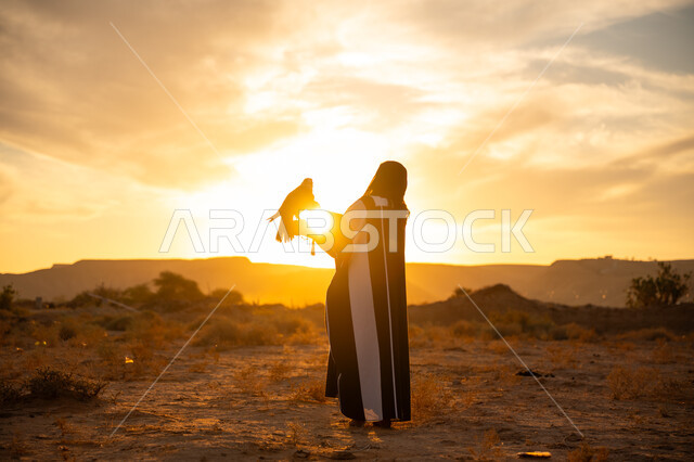 يوم بدينا 22 فبراير، ذكرى تاسيس الدوله السعوديه الاولى 1727م, إقدام المرأة على تربية الطائر الجارح، أهمية الصقور في التاريخ السعودي, الافتراس وحدة البصر, صورة من الخلف لامرأة عربية خليجية سعودية ترتدي العباءة والبرقع يقف على يدها الصقر, غروب الشمس في الصحراء