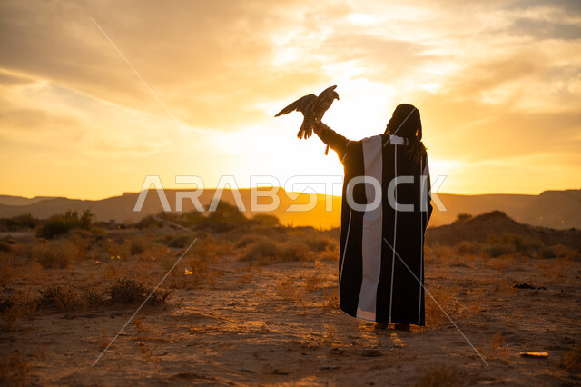 الافتراس وحدة البصر, يوم بدينا 22 فبراير، ذكرى تاسيس الدوله السعوديه الاولى 1727م, إقدام المرأة على تربية الطائر الجارح، أهمية الصقور في التاريخ السعودي, صورة من الخلف لامرأة عربية خليجية سعودية ترتدي العباءة والبرقع يقف على يدها الصقر, غروب الشمس في الصحراء