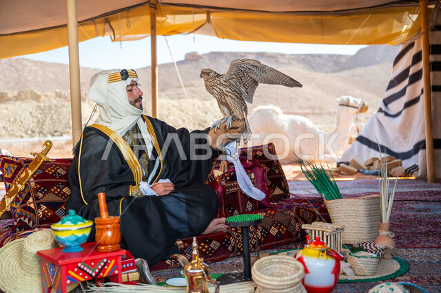 Interest in raising wild birds, the status of falcons in Saudi history, the anniversary of the founding of the first Saudi state 1727 AD, the day we started on February 22, a Saudi Gulf Arab man wearing a ghutra, bisht and a wide golden headband sits in the tent carrying a falcon in his hand with expressions of pride, training a raptor falcon
