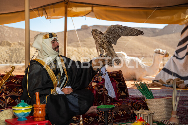 Interest in raising wild birds, the status of falcons in Saudi history, the anniversary of the founding of the first Saudi state 1727 AD, the day we started on February 22, a Saudi Gulf Arab man wearing a ghutra, bisht and a wide golden headband sits in the tent carrying a falcon in his hand with expressions of pride, training a raptor falcon