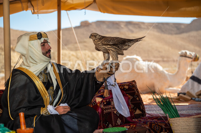 The status of falcons in Saudi history, the anniversary of the founding of the first Saudi state 1727 AD, the day we started February 22, interest in raising wild birds, a Saudi Gulf Arab man wearing a ghutra, bisht and a wide golden agal sitting in a tent carrying a falcon in his hand with expressions of pride, training a raptor falcon