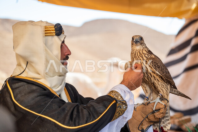 ذكرى تأسيس الدوله السعوديه الأولى 1727 م, تدريب الصقر الجارح، الاهتمام بتربيه الطيور البرية, مكانة الصقور في التاريخ السعودي, يوم بدينا 22 فبراير، رجل عربي خليجي سعودي يرتدي الغترة والبشت والعقال الذهبي العريض يجلس بالخيمة يحمل على يده طائر الصقر بتعابير الفخر