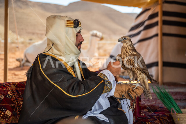 Training a falcon, interest in raising wild birds, the status of falcons in Saudi history, the anniversary of the founding of the first Saudi state 1727 AD, the day we started on February 22, a Saudi Gulf Arab man wearing a ghutra, a bisht and a wide golden headband sits in the tent carrying a falcon in his hand with expressions of pride