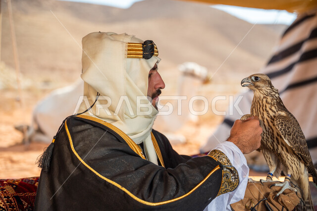 The status of falcons in Saudi history, the anniversary of the founding of the first Saudi state 1727 AD, the day we started February 22, interest in raising wild birds, a Saudi Gulf Arab man wearing a ghutra, bisht and a wide golden agal sitting in a tent carrying a falcon in his hand with expressions of pride, training a raptor falcon