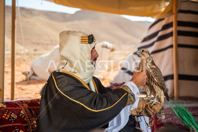 الاهتمام بتربيه الطيور البرية, مكانة الصقور في التاريخ السعودي, ذكرى تأسيس الدوله السعوديه الأولى 1727 م, يوم بدينا 22 فبراير، رجل عربي خليجي سعودي يرتدي الغترة والبشت والعقال الذهبي العريض يجلس بالخيمة يحمل على يده طائر الصقر بتعابير الفخر, تدريب الصقر الجارح