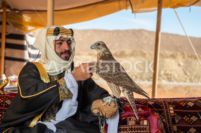 ذكرى تأسيس الدوله السعوديه الأولى 1727 م, تدريب الصقر الجارح، الاهتمام بتربيه الطيور البرية, مكانة الصقور في التاريخ السعودي, يوم بدينا 22 فبراير، رجل عربي خليجي سعودي يرتدي الغترة والبشت والعقال الذهبي العريض يجلس بالخيمة يحمل على يده طائر الصقر بتعابير الفخر