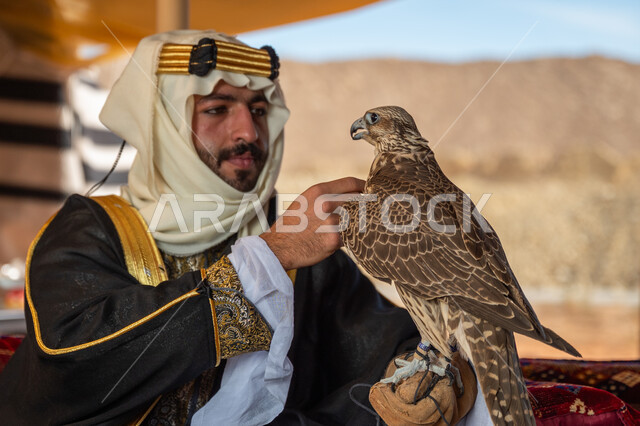 Training a falcon, interest in raising wild birds, the status of falcons in Saudi history, the anniversary of the founding of the first Saudi state 1727 AD, the day we started on February 22, a Saudi Gulf Arab man wearing a ghutra, a bisht and a wide golden headband sits in the tent carrying a falcon in his hand with expressions of pride