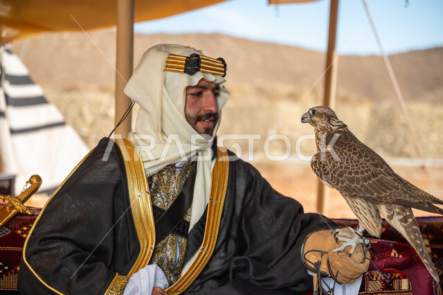 The status of falcons in Saudi history, the anniversary of the founding of the first Saudi state 1727 AD, the day we started February 22, interest in raising wild birds, a Saudi Gulf Arab man wearing a ghutra, bisht and a wide golden agal sitting in a tent carrying a falcon in his hand with expressions of pride, training a raptor falcon