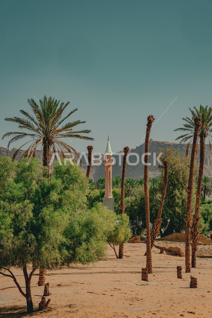 المناظر الطبيعية في البلدة القديمة, نمو أشجار النخيل والنباتات في المناطق المناطق الصحراوية, الرمال الذهبية الناعمة في الصحراء, المعالم السياحية المشهورة في المملكة العربية السعودية, السياحة في منطقة العلا