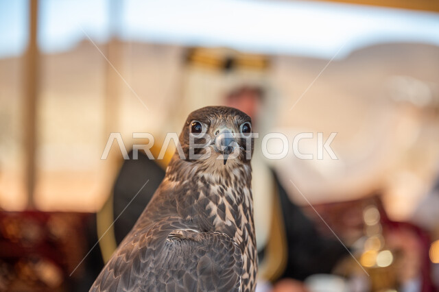 الاهتمام بتربيه الطيور الحرة وتدريبها, ذكرى تأسيس الدوله السعوديه الأولى 1727 م, صورة مقربة لطائر الصقر الجارح، مكانة الصقور في التاريخ السعودي, يوم بدينا 22 فبراير، خلفية ضبابية لرجل عربي خليجي سعودي يرتدي الغترة والبشت والعقال الذهبي العريض يجلس داخل الخيمة