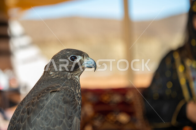 الاهتمام بتربيه الطيور الحرة وتدريبها, ذكرى تأسيس الدوله السعوديه الأولى 1727 م, صورة مقربة لطائر الصقر الجارح، مكانة الصقور في التاريخ السعودي, يوم بدينا 22 فبراير، خلفية ضبابية لامرأة عربية خليجية سعودية ترتدي الزي الشعبي للمناسبات الوطنية تجلس داخل الخيمة 