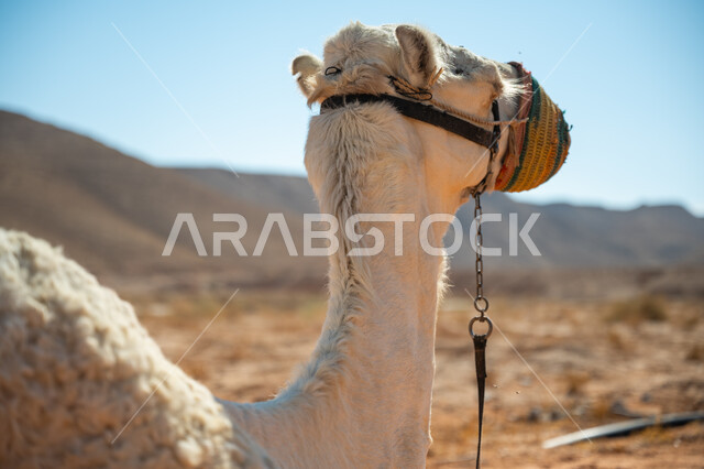 العادات والتقاليد الأصيلة المتوارثة من الأجداد، الاهتمام بتربية الجمال في المملكة العربية السعودية، ارتباط الإبل بالأصالة والعراقة، صورة مقربة لناقة شقراء باللثام في الصحراء في النهار،  ذكرى تأسيس الدولة السعودية الأولى في 1727م, يوم بدينا 22 فبراير