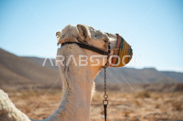 الاهتمام بتربية الجمال في المملكة العربية السعودية، ارتباط الإبل بالأصالة والعراقة، صورة مقربة لناقة شقراء باللثام في الصحراء في النهار،  ذكرى تأسيس الدولة السعودية الأولى في 1727م, يوم بدينا 22 فبراير, العادات والتقاليد الأصيلة المتوارثة من الأجداد