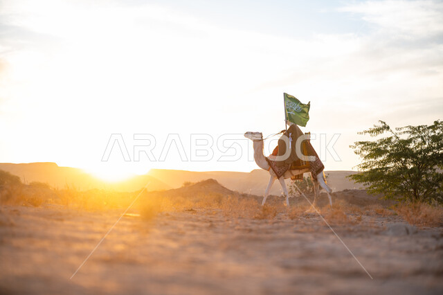 The association of camels with authenticity and antiquity, wearing traditional costume on the national occasion, the day of our beginning, February 22, a side view of a Saudi Arabian Gulf man wearing the traditional bisht and ghutra riding a camel in the middle of the desert and carrying the flag of the Kingdom at sunset, the anniversary of the founding of the first Saudi state 1727 AD