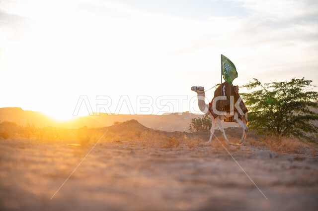 ذكرى تأسيس الدولة السعودية الأولى  1727م, ارتباط الإبل بالأصالة والعراقة, ارتداء الزي الشعبي في المناسبة الوطنية، يوم بدينا 22 فبراير, صورة من الجانب لرجل عربي خليجي سعودي يرتدي البشت التقليدي والغترة يمتطي الجمل وسط الصحراء ويحمل علم المملكة وقت غروب الشمس