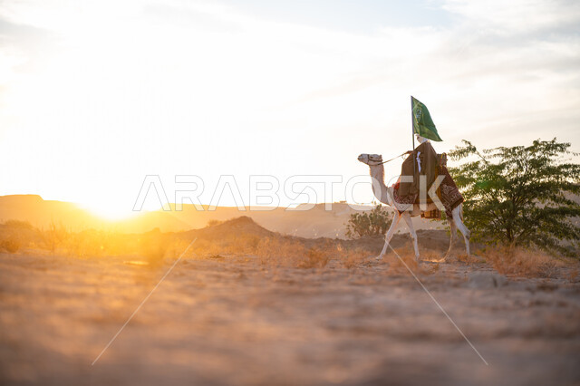 يوم بدينا 22 فبراير, صورة من الجانب لرجل عربي خليجي سعودي يرتدي البشت التقليدي والغترة يمتطي الجمل وسط الصحراء ويحمل علم المملكة وقت غروب الشمس, ذكرى تأسيس الدولة السعودية الأولى  1727م, ارتباط الإبل بالأصالة والعراقة, ارتداء الزي الشعبي في المناسبة الوطنية