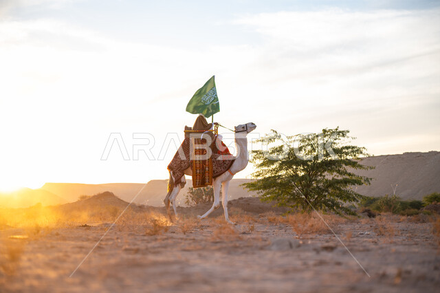 The association of camels with authenticity and antiquity, wearing traditional costume on the national occasion, the day of our beginning, February 22, a side view of a Saudi Arabian Gulf man wearing the traditional bisht and ghutra riding a camel in the middle of the desert and carrying the flag of the Kingdom at sunset, the anniversary of the founding of the first Saudi state 1727 AD