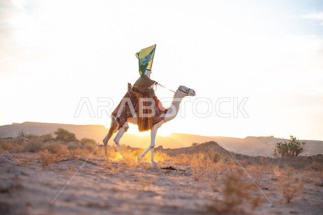 ارتباط الإبل بالأصالة والعراقة, ارتداء الزي الشعبي في المناسبة الوطنية, رجل عربي خليجي سعودي يرتدي البشت والغترة يمتطي الجمل في الصحراء ويحمل علم المملكة وقت غروب الشمس, الفخر بالإنتماء الى الوطن, يوم بدينا 22 فبراير, ذكرى تأسيس الدولة السعودية الأولى  1727م