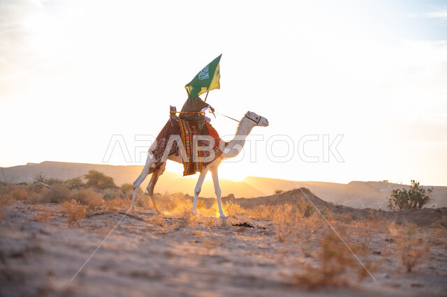 ذكرى تأسيس الدولة السعودية الأولى  1727م, ارتباط الإبل بالأصالة والعراقة, ارتداء الزي الشعبي في المناسبة الوطنية, رجل عربي خليجي سعودي يرتدي البشت والغترة يمتطي الجمل في الصحراء ويحمل علم المملكة وقت غروب الشمس, الفخر بالإنتماء الى الوطن, يوم بدينا 22 فبراير