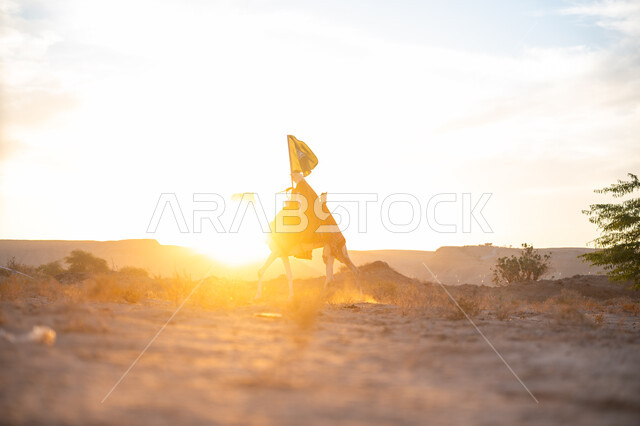 The day we started is February 22, the anniversary of the founding of the first Saudi state in 1727 AD, the association of camels with authenticity and antiquity, wearing traditional dress on the national occasion, a Saudi Gulf Arab man wearing a bisht and a ghutra riding a camel in the desert and carrying the flag of the Kingdom at sunset, pride in belonging to the homeland