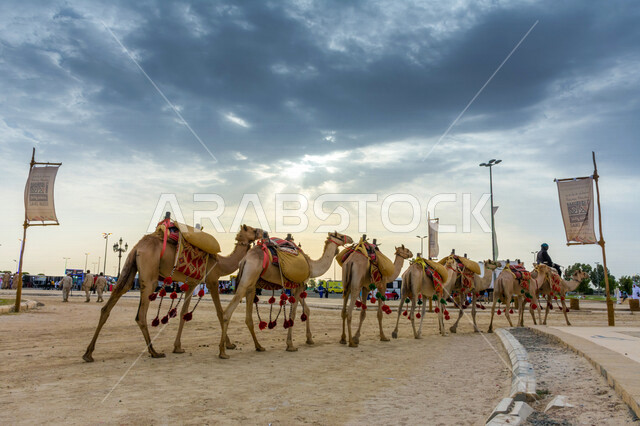 صورة جمالية لمجموعة من الجمال في المهرجان العربي السنوي سوق عكاظ ، جمال السياحة في مدينة الطائف في المملكة العربية السعودية ، فعاليات و أنشطة ترفيهية ثقافية عربية قديمة تقليدية سعودية ، المملكة العربية السعودية