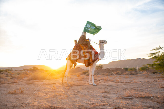 Wearing the traditional costume on the founding day of the first Saudi state 1727 AD, the day we started on February 22, pride and belonging to the homeland, the connection of camels to Saudi heritage, a Saudi Gulf Arab man wearing a bisht and a ghutra riding a camel in the desert and carrying the flag of the Kingdom at sunset, celebrating a national holiday and occasion