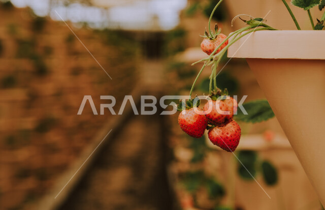 صورة جمالية لشتلة من فاكهة الفراولة اللذيذة ، روعة و جمال المزروعات في المزرعة العربية في مكة المكرمة ، سحر الطبيعة الخلابة في المملكة العربية السعودية