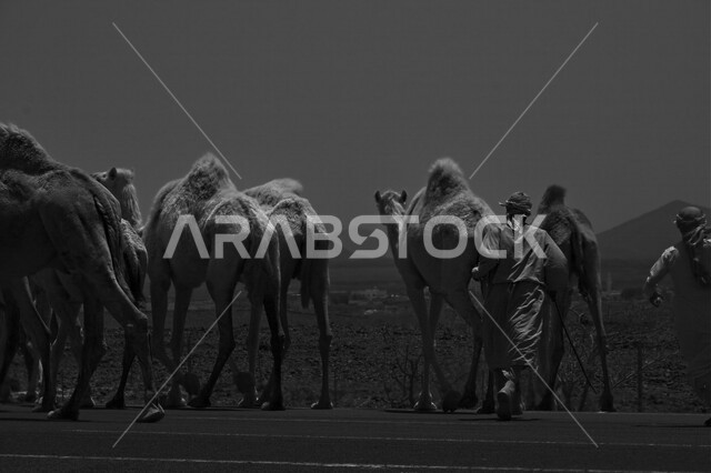 صورة جمالية في الليل لمجموعة من الجمال تمشي في الصحراء مع مالكها بالمملكة العربية السعودية , صورة باللون الأبيض والأسود , الطبيعة والصحراء . 