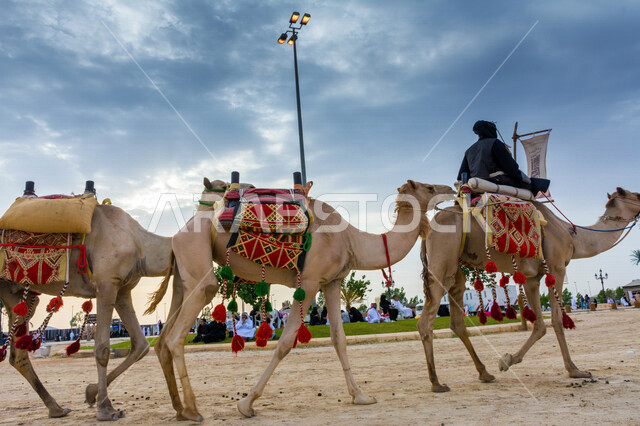 صورة جمالية لمجموعة من الجمال في المهرجان العربي السنوي سوق عكاظ ، جمال السياحة في مدينة الطائف في المملكة العربية السعودية ، فعاليات و أنشطة ترفيهية ثقافية عربية قديمة تقليدية سعودية ، المملكة العربية السعودية