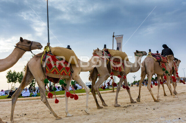صورة جمالية لمجموعة من الجمال في المهرجان العربي السنوي سوق عكاظ ، جمال السياحة في مدينة الطائف في المملكة العربية السعودية ، فعاليات و أنشطة ترفيهية ثقافية عربية قديمة تقليدية سعودية ، المملكة العربية السعودية