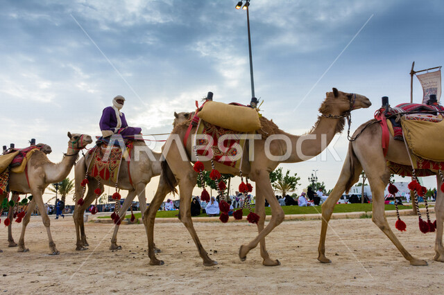 An aesthetic image of a group of camels in the annual Arab festival Souk Okaz, the beauty of tourism in the city of Taif in the Kingdom of Saudi Arabia, activities and entertainment activities and cultural old Arab traditional Saudi Arabia, Saudi Arabia