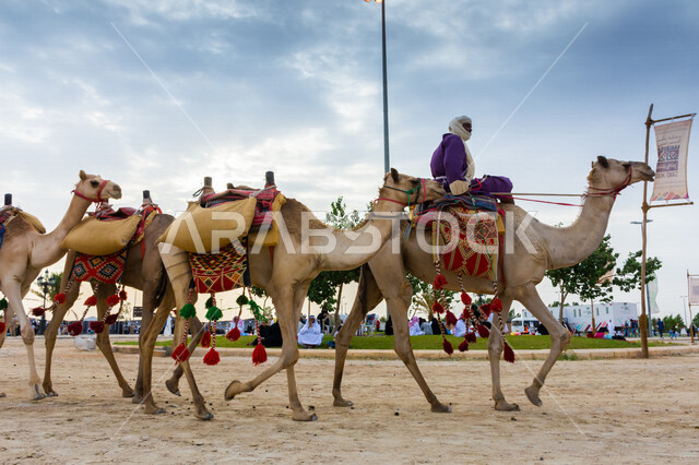 صورة جمالية لمجموعة من الجمال في المهرجان العربي السنوي سوق عكاظ ، جمال السياحة في مدينة الطائف في المملكة العربية السعودية ، فعاليات و أنشطة ترفيهية ثقافية عربية قديمة تقليدية سعودية ، المملكة العربية السعودية