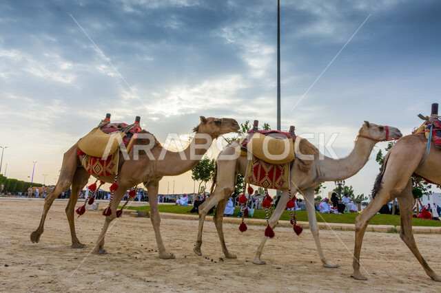 صورة جمالية لمجموعة من الجمال في المهرجان العربي السنوي سوق عكاظ ، جمال السياحة في مدينة الطائف في المملكة العربية السعودية ، فعاليات و أنشطة ترفيهية ثقافية عربية قديمة تقليدية سعودية ، المملكة العربية السعودية
