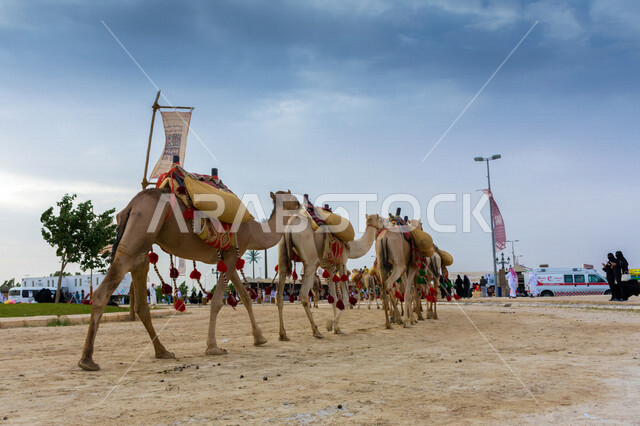 صورة جمالية لمجموعة من الجمال في المهرجان العربي السنوي سوق عكاظ ، جمال السياحة في مدينة الطائف في المملكة العربية السعودية ، فعاليات و أنشطة ترفيهية ثقافية عربية قديمة تقليدية سعودية ، المملكة العربية السعودية