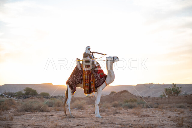 استخدام أدوات الصيد التراثية, ارتداء الزي الشعبي التقليدي في مناسبة وطنية, يوم بدينا 22 فبراير, ذكرى تأسيس الدولة السعودية الأولى 1727م, رجل عربي خليجي سعودي يرتدي البشت والغترة يمتطي الجمل في الصحراء ويحمل السهم والقوس بيديه
