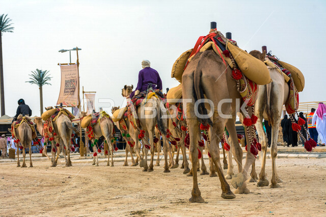 صورة جمالية لمجموعة من الجمال في المهرجان العربي السنوي سوق عكاظ ، جمال السياحة في مدينة الطائف في المملكة العربية السعودية ، فعاليات و أنشطة ترفيهية ثقافية عربية قديمة تقليدية سعودية ، المملكة العربية السعودية
