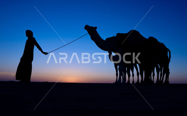 الاهتمام بحيوان الجمل في صحاري المملكة العربية السعودية, صورة ظلية لرجل عربي خليجي سعودي يقود قطيع من الإبل على الرمال الذهبية الناعمة في الصحراء، محمية طبيعية لتربية الجمال في المناطق الصحراوية، تربية الثدييات والمواشي، وسيلة نقل برية قديمة، سيلوييت